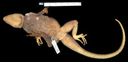 صورة Agama lionotus elgonis Lönnberg 1922