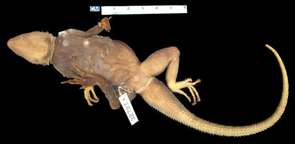 Image of Agama lionotus elgonis Lönnberg 1922