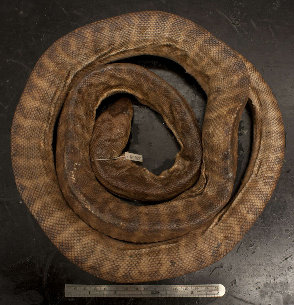 Image of Ramsay's Python