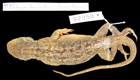 Image of Western netted dragon