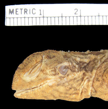 Image of Western netted dragon