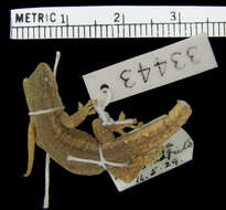 Image of Bradfield's Dwarf Gecko