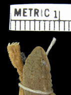 Image of Bradfield's Dwarf Gecko