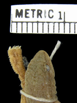 Sivun Lygodactylus bradfieldi Hewitt 1932 kuva