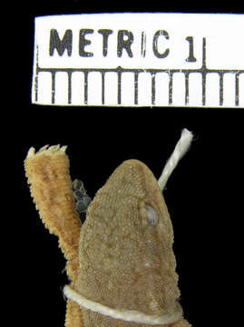 Image of Bradfield's Dwarf Gecko