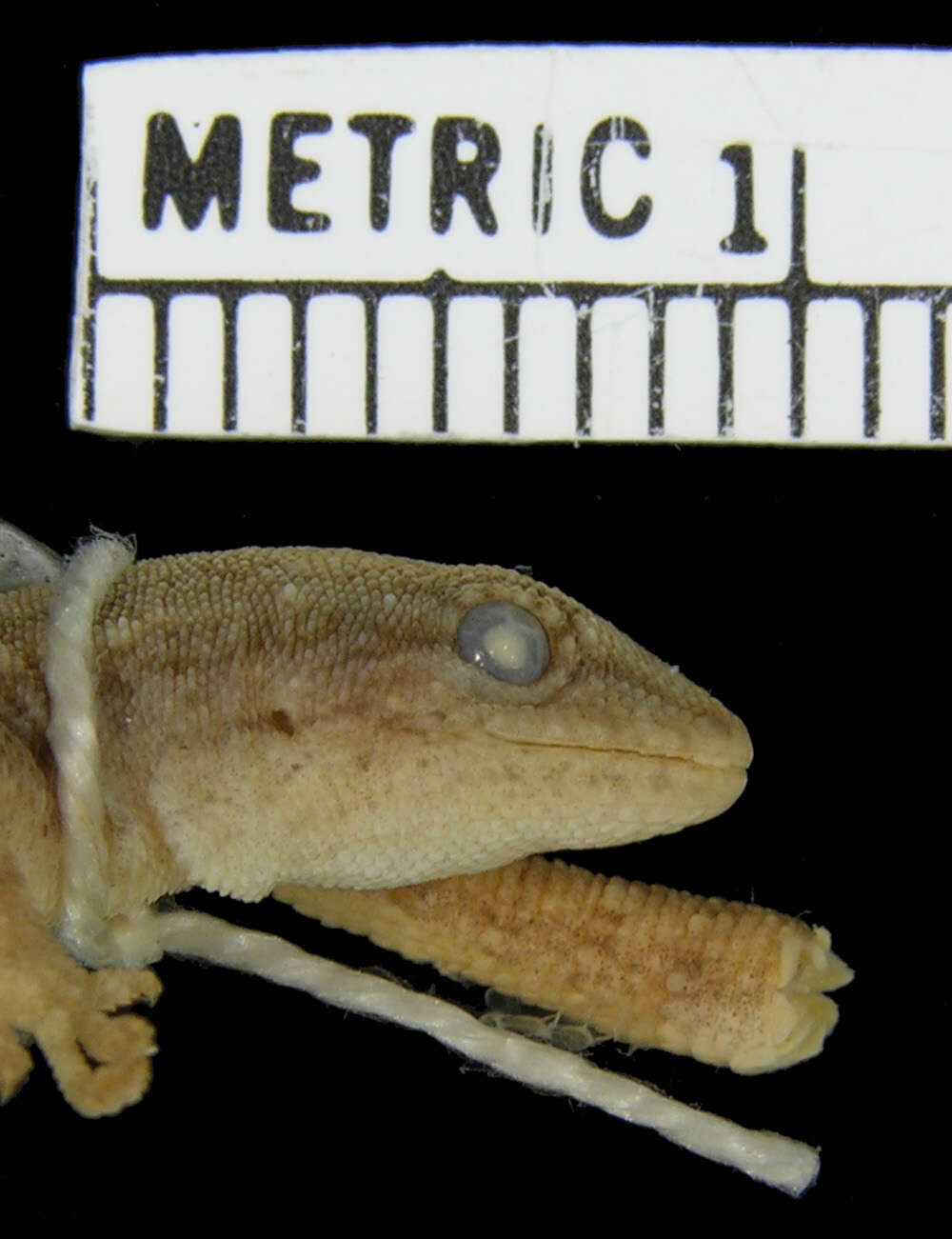Sivun Lygodactylus bradfieldi Hewitt 1932 kuva