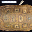 Image of Speke's hinge-back tortoise