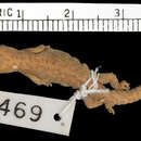 Image of Pachydactylus punctatus punctatus Peters 1855