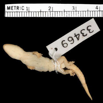 Image of Pachydactylus punctatus punctatus Peters 1855