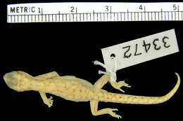 Image of Wahlberg's Kalahari Gecko