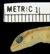 Image of Wahlberg's Kalahari Gecko