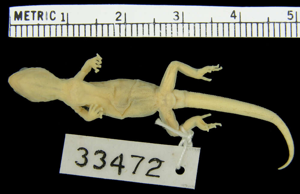 Image of Wahlberg's Kalahari Gecko