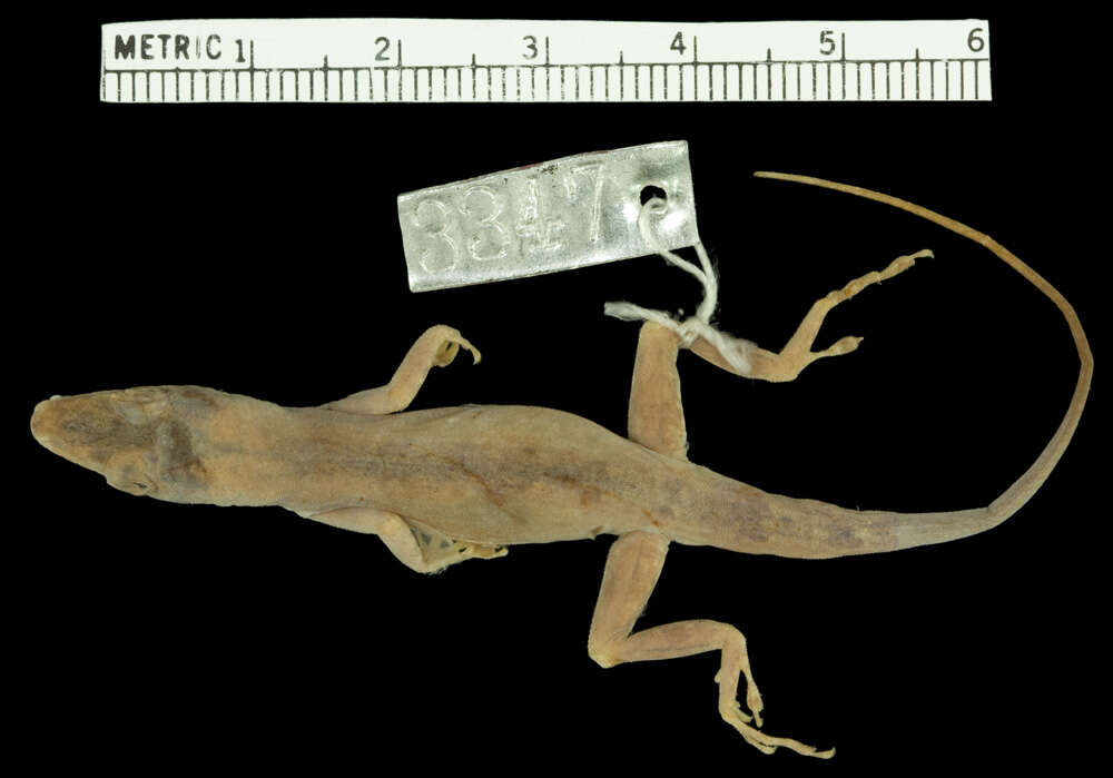 Image of Hispaniolan green anole