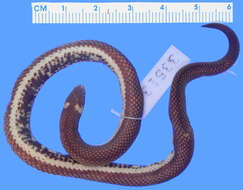 Image of Lehmann's Ground Snake