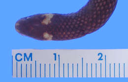 Image of Lehmann's Ground Snake