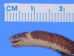 Image of Lehmann's Ground Snake