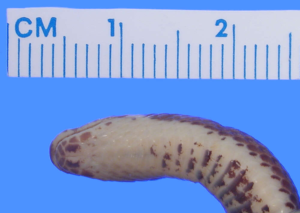 Image of Lehmann's Ground Snake