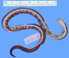 Image of Lehmann's Ground Snake