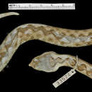 Image of Vipera ammodytes montandoni Boulenger 1904