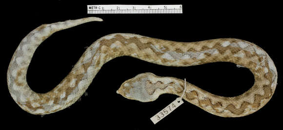 Image of Vipera ammodytes montandoni Boulenger 1904