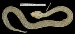 Image of Vipera ammodytes montandoni Boulenger 1904