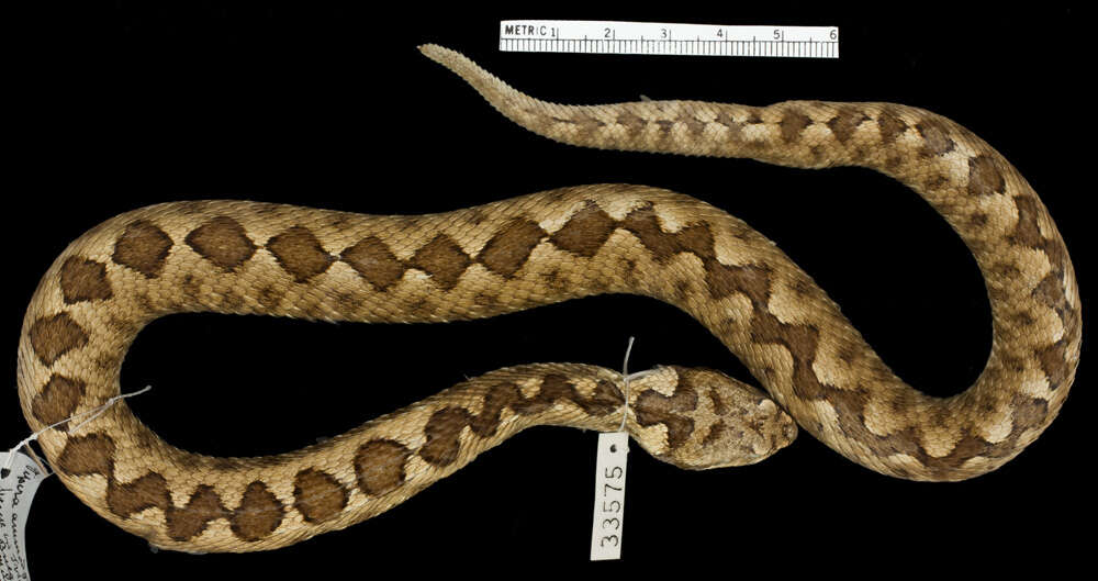 Image of Vipera ammodytes montandoni Boulenger 1904