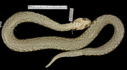 Image of Vipera ammodytes montandoni Boulenger 1904