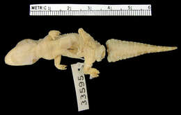 Слика од Hemidactylus taylori Parker 1932