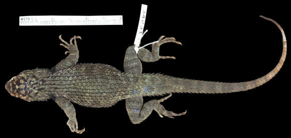 Image of Sceloporus formosus scitulus Smith 1942