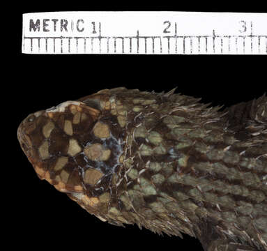 Image of Sceloporus formosus scitulus Smith 1942