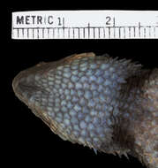 Image of Sceloporus formosus scitulus Smith 1942