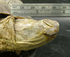 Image of Trachemys decussata angusta (Barbour & Carr 1940)