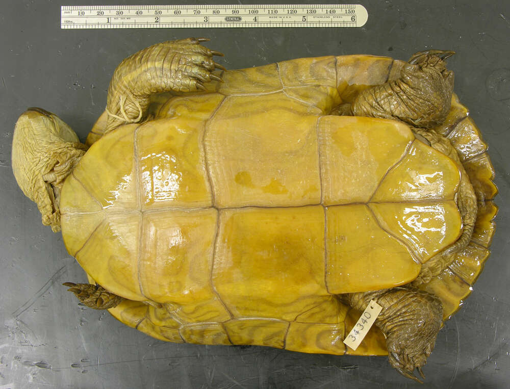 Image of Trachemys decussata angusta (Barbour & Carr 1940)