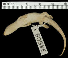 Image of Roosevelt's Least Gecko