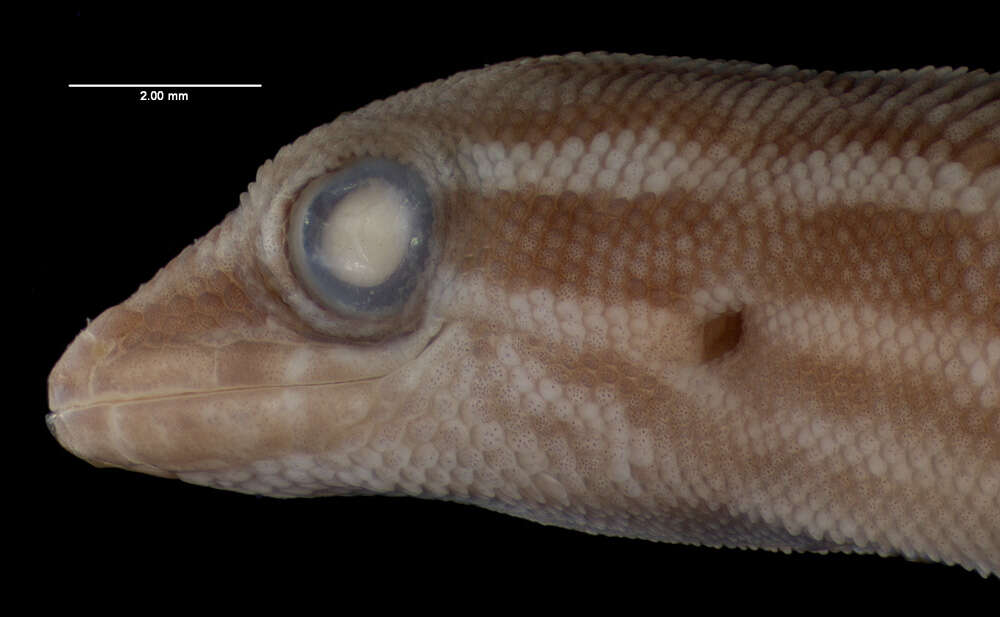 Image of Roosevelt's Least Gecko