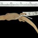 Image of Townsend's Least Gecko