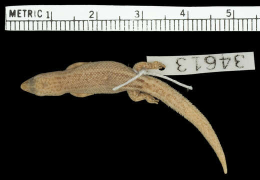 Image de Sphaerodactylus townsendi Grant 1931