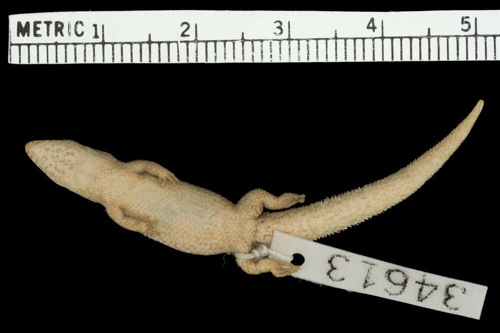 Image de Sphaerodactylus townsendi Grant 1931