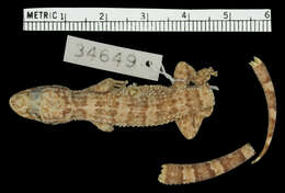 Phyllodactylus wirshingi wirshingi Kerster & Smith 1955的圖片