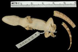 Phyllodactylus wirshingi wirshingi Kerster & Smith 1955的圖片