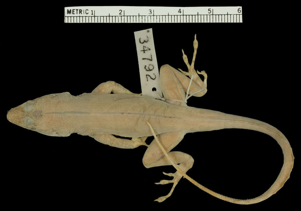 Image of Common Puerto Rican anole