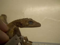 صورة Phyllurus platurus (Shaw 1790)