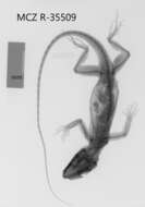 Image of Cuban Giant Anole