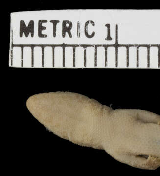 Image of Somali Dwarf Gecko