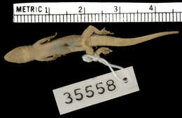 Image of Lygodactylus somalicus somalicus Loveridge 1935