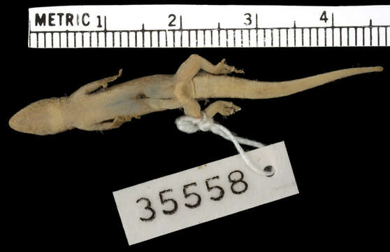 Image of Somali Dwarf Gecko