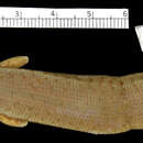 Image of <i>Panalopes costatus</i>