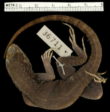 Image of Plana Cay Curlytail Lizard