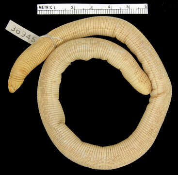 Image of Brazilian Worm Lizard