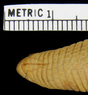 Image of Brazilian Worm Lizard